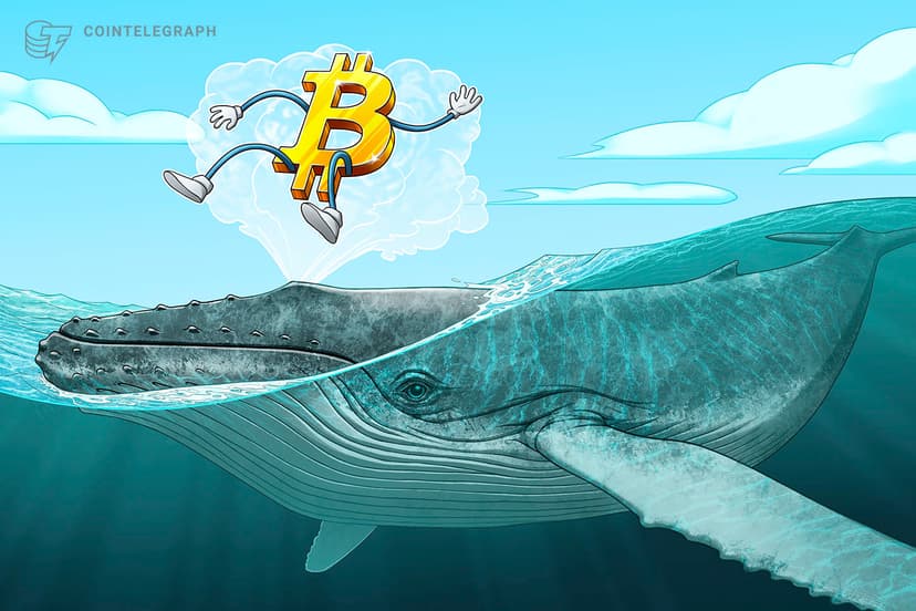 analysts-laugh-off-recent-one-whale-theory-of-btcs-2017-bull-run